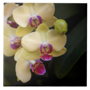 Orchideen, rosa und gelb fliese