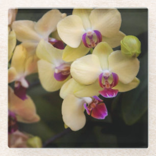 Orchideen, rosa und gelb glasuntersetzer