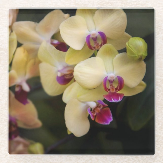 Orchideen, rosa und gelb glasuntersetzer (Vorderseite)