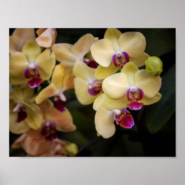 Orchideen, rosa und gelb poster (Vorne)