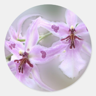 Orchideen Runder Aufkleber