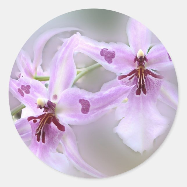 Orchideen Runder Aufkleber (Vorderseite)