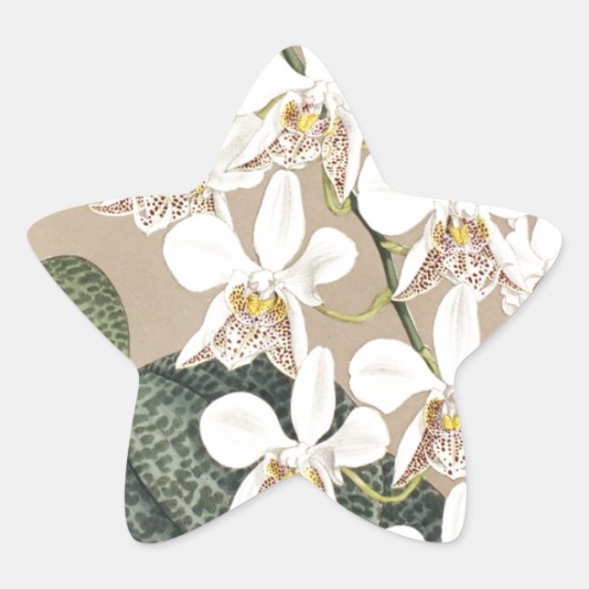 Orchideen Stern-Aufkleber (Vorderseite)