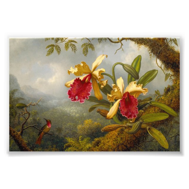 Orchideen und Hummingbird Heade Fotodruck (Vorne)