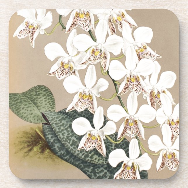 Orchideen Untersetzer (Vorderseite)