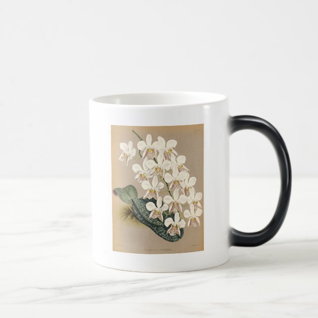 Orchideen Verwandlungstasse (Rechts)