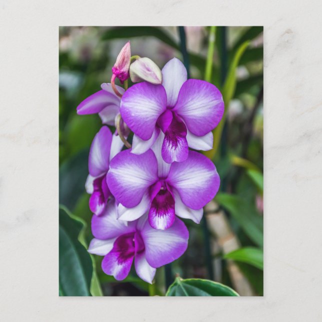 Orchideen, weiß und lila postkarte (Vorderseite)