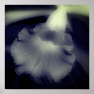 Orchideenblüte Hochkontrast Schwarz-Weiß  Poster