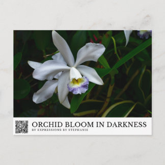 Orchideenblüte in der Dunkelheit Postkarte