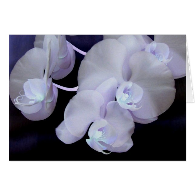 Orchideenblüten (Vorderseite (Horizontal))