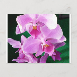 Orchideenblüten in rosa postkarte