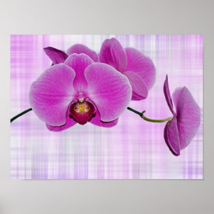 Orchideenblüten Poster