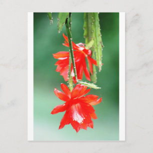 Orchideenkaktus im Blut Postkarte