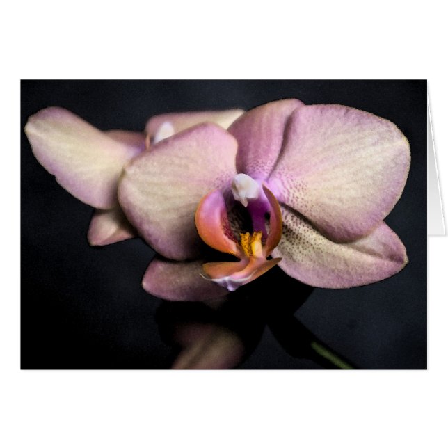 Orchideenkarte (Vorderseite (Horizontal))