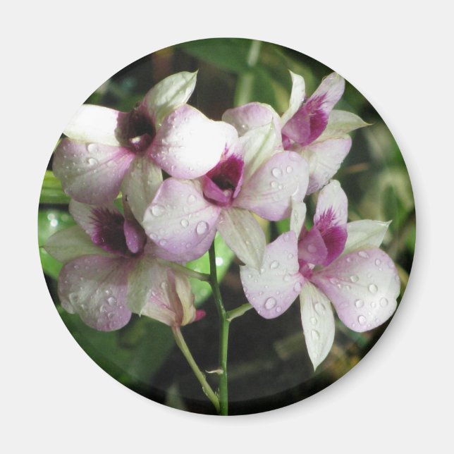 Orchideenmagnet Magnet (Vorne)