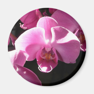 Orchideenmagnet Magnet