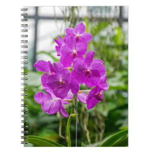 Orchideennotizbuch Notizblock