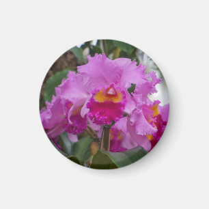 Orchideenschönheit Magnet