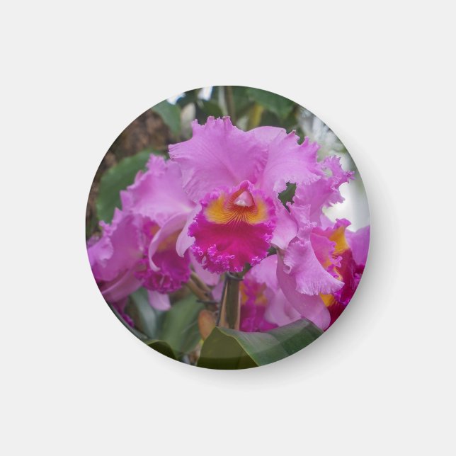 Orchideenschönheit Magnet (Vorne)
