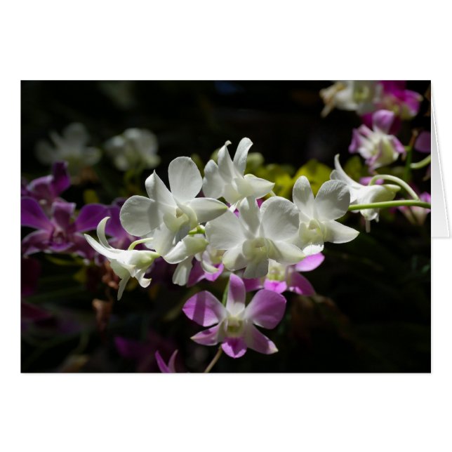 Orchidées (Devant horizontal)