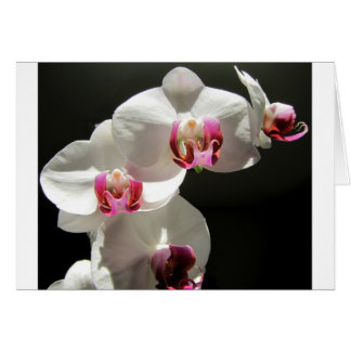 Orchidées