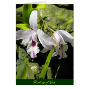 Orchidées blanches