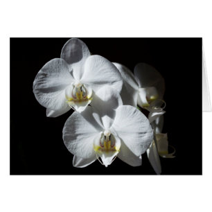 Orchidées blanches de Phalaeonopsis
