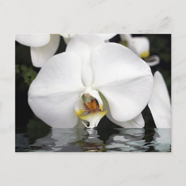 Orchidées blanches émergent de la carte postale de (Devant)