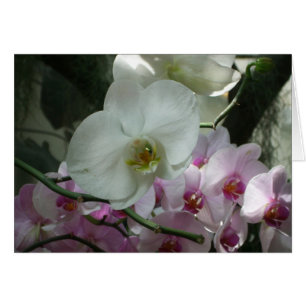 Orchidées blanches et violettes