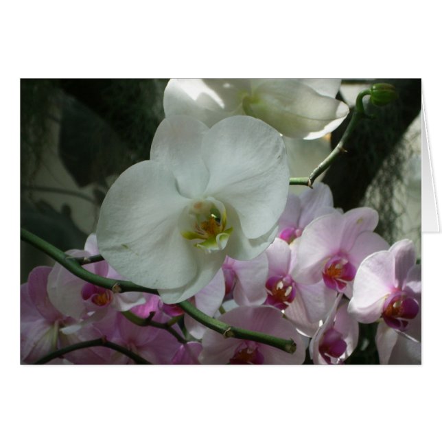 Orchidées blanches et violettes (Devant horizontal)