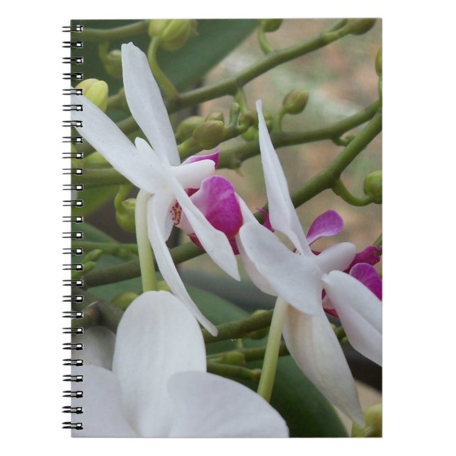 Orchidées blanches et violettes sur un carnet prat (Devant)