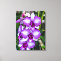 Orchidées blanches et violettes voir impression de
