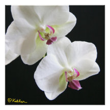 Orchidées blanches sur Black 20x20 Poster