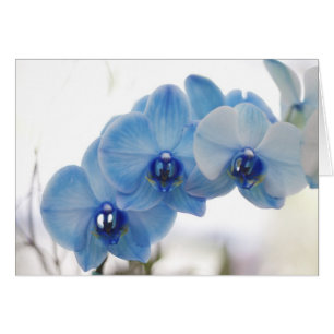 Orchidées bleues