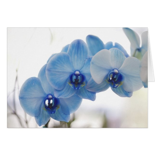 Orchidées bleues (Devant horizontal)