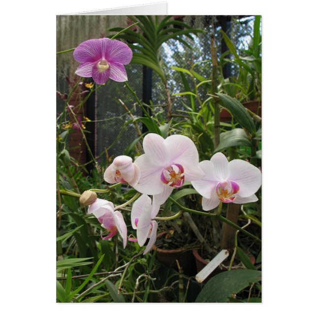 Orchidées - Customisées (Devant)