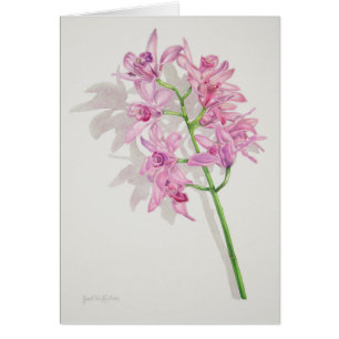 Orchidées de Cymbidium