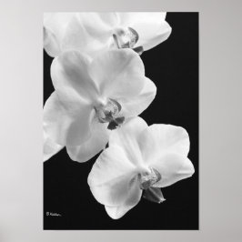 Orchidées en Poster noir et blanc, 24X33.6