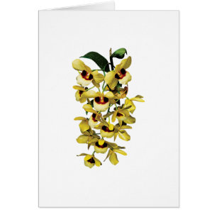 Orchidées jaunes de cascade