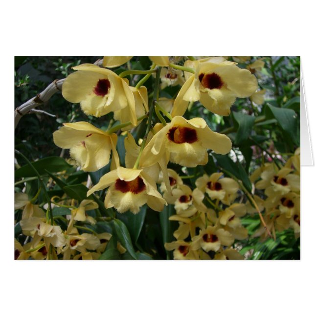 Orchidées Jaunes et Maroon Élégant Floral (Devant horizontal)