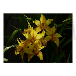 Orchidées Jaunes Sunlit Floral