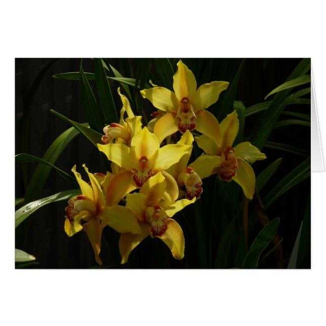 Orchidées Jaunes Sunlit Floral (Devant horizontal)