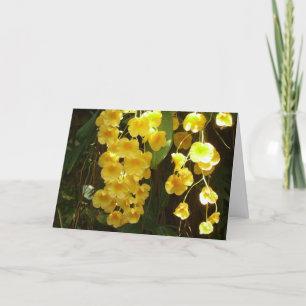 Orchidées jaunes suspendues Fleurs tropicales