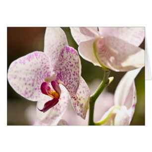 Orchidées par Shirley Taylor