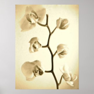 Orchidées {Sepia} | Poster