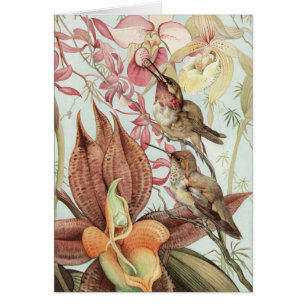 Orchidées tropicales vintage, fleurs et colibris