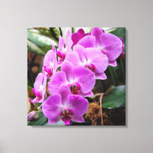 Orchidées violettes posh en toile étirée