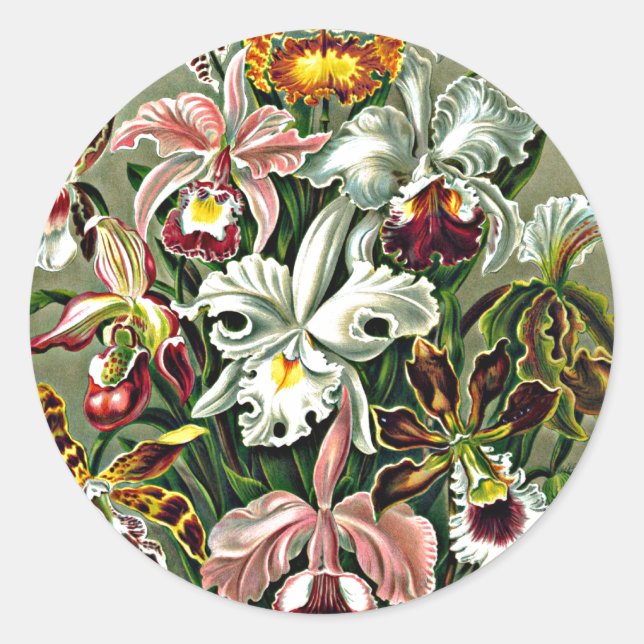 Orchids - Ernst Haeckel arwork, Orchidae Runder Aufkleber (Vorderseite)