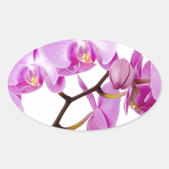 orchids-flowers.jpg ovaler aufkleber (Vorderseite)
