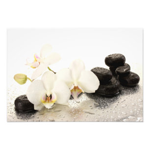 Orchids Foto Print